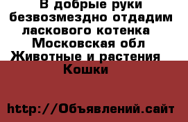 В добрые руки безвозмездно отдадим ласкового котенка - Московская обл. Животные и растения » Кошки   